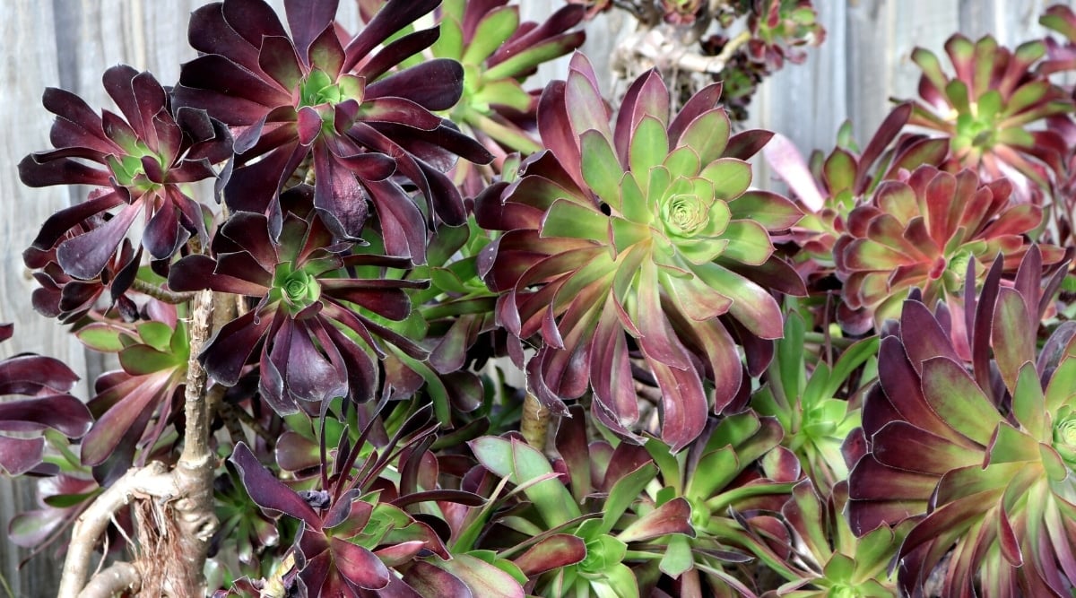 Close-up of Aeonium arboreum 'Atropurpureum' succulents