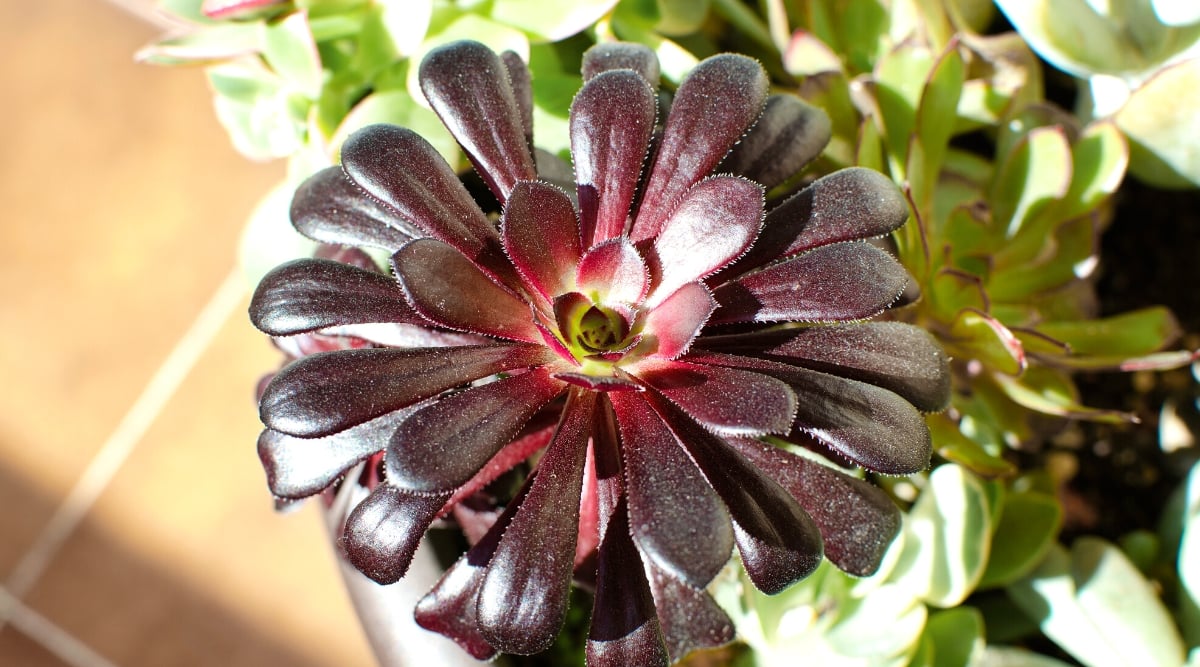 Close-up of Aeonium arboreum 'Zwartkop' in a large clay pot under sunlight.