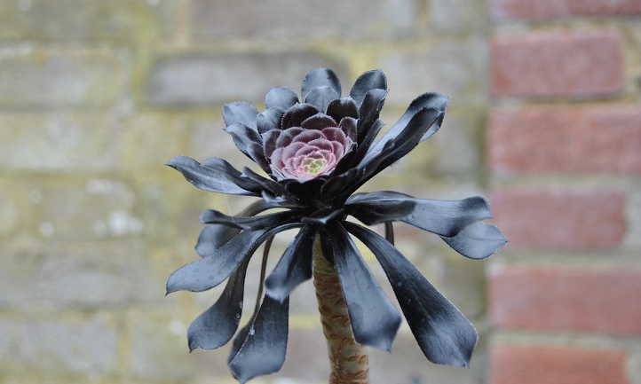 Aeonium arboreum Zwartkop