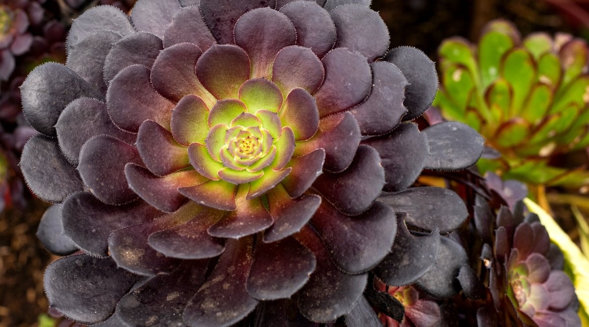 Close-up of Aeonium arboreum 'Zwartkop' - a large, dense rosette of dark purple, fleshy, rounded leaves with a green center.