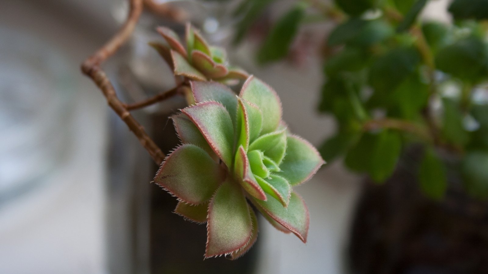 Close up of a small rosette like plant, with a long outstretched stem, growing over the side of its container.