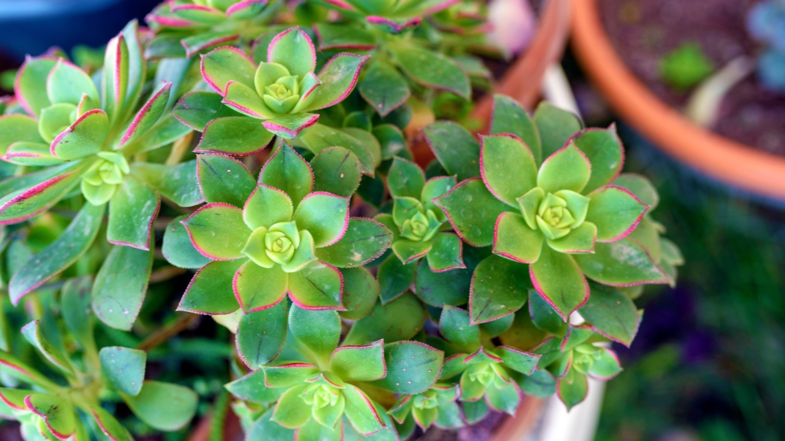 Close up of plant with large rosette leaf formations.