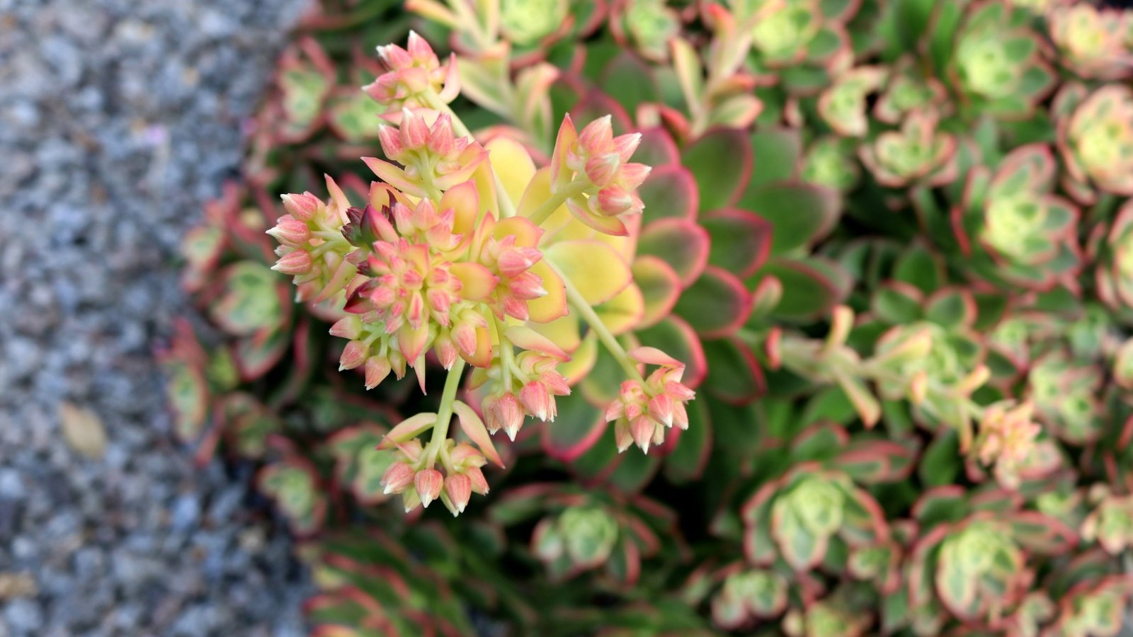 Close up of Aeonium 'Kiwi' in bloom