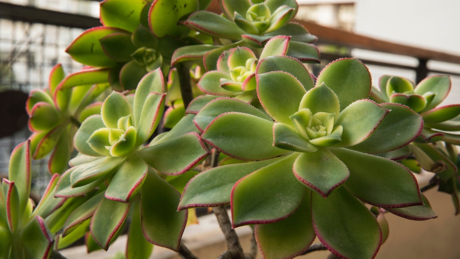 Indoor Aeonium 'Kiwi'