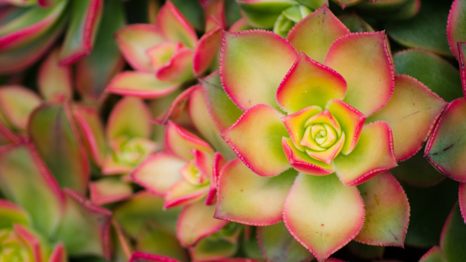 Bright Aeonium 'Kiwi' plant