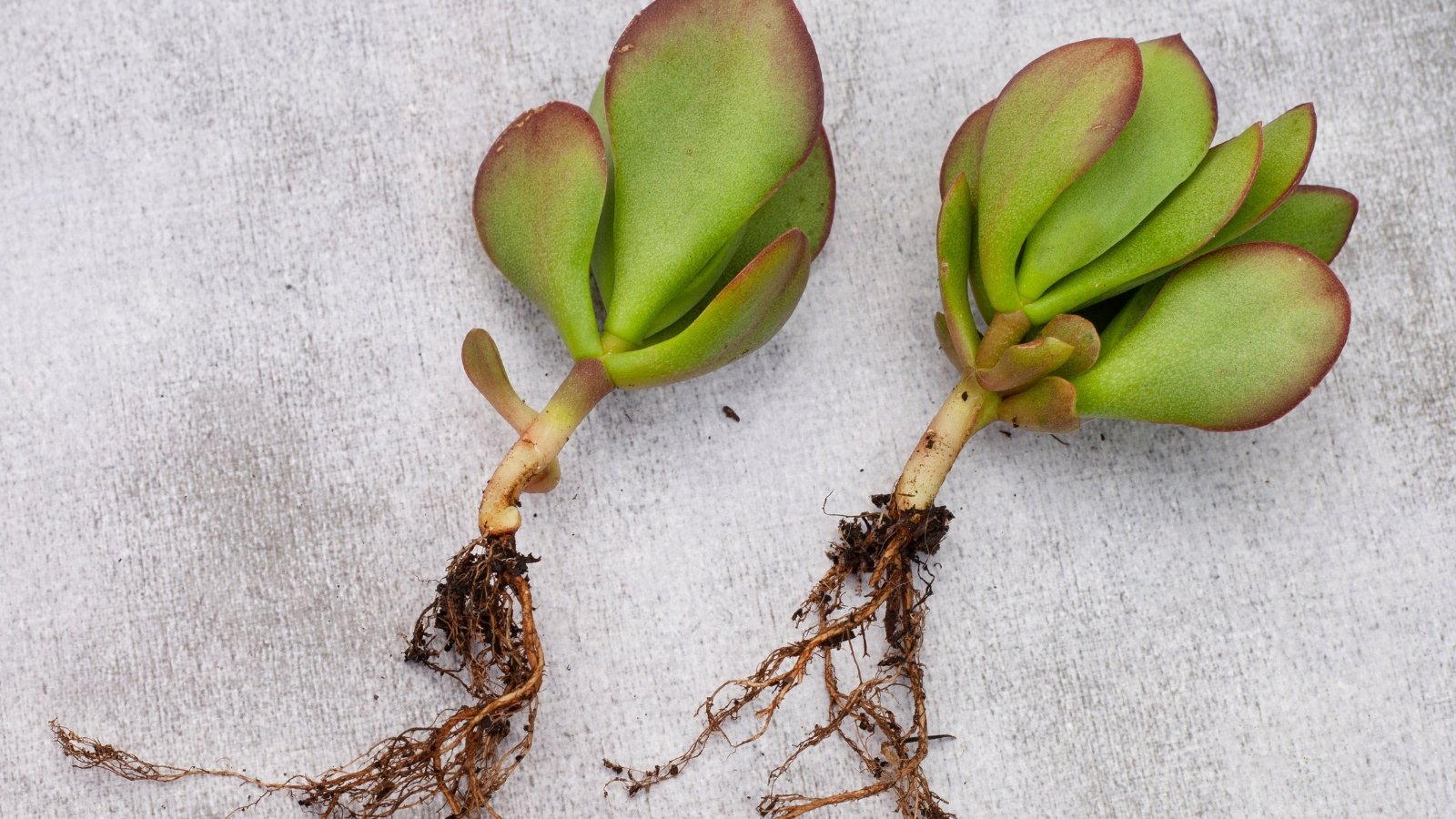 Two separated plant parts on table