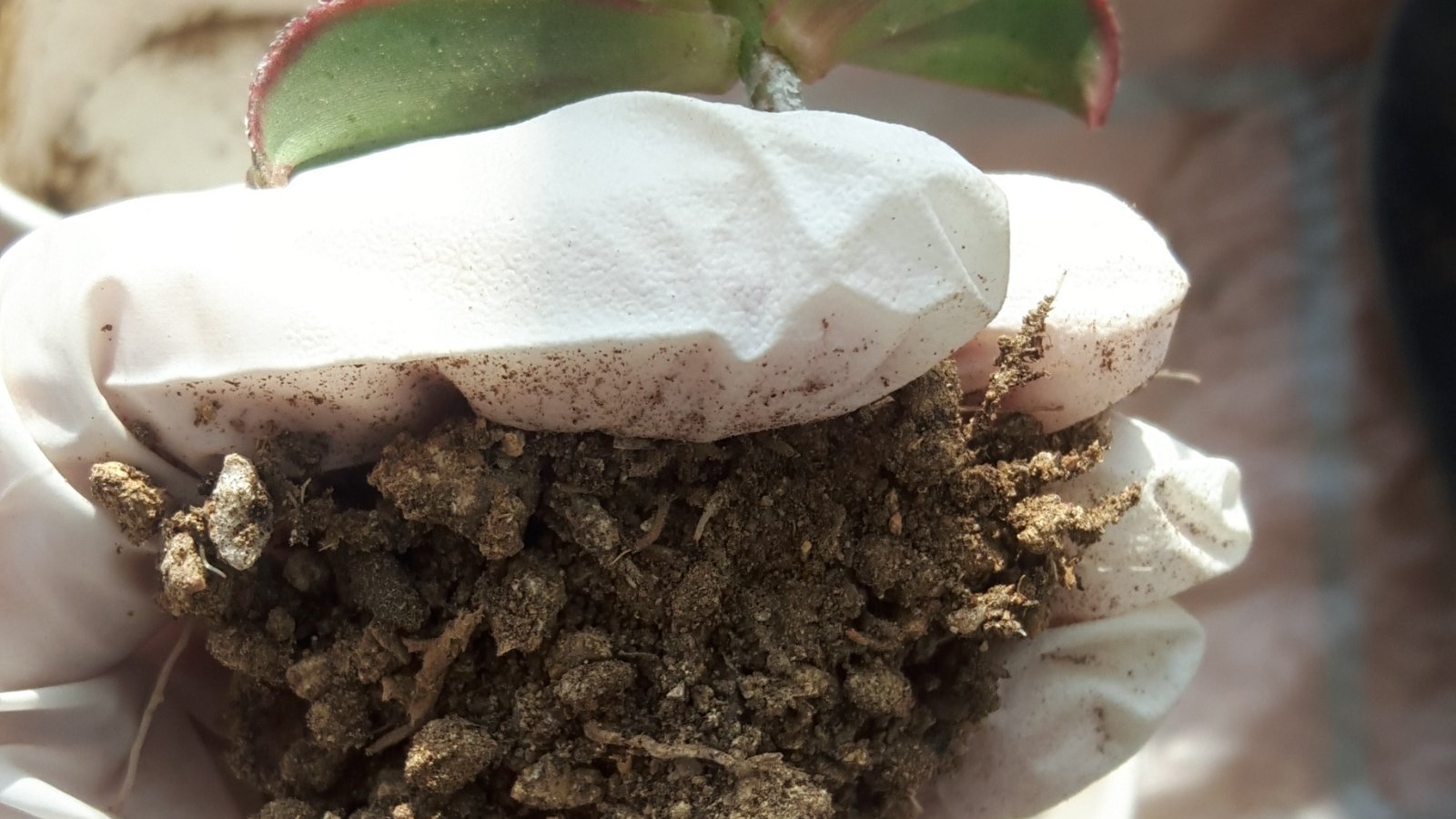 Close up of a gloved hand holding a plant but it root ball.