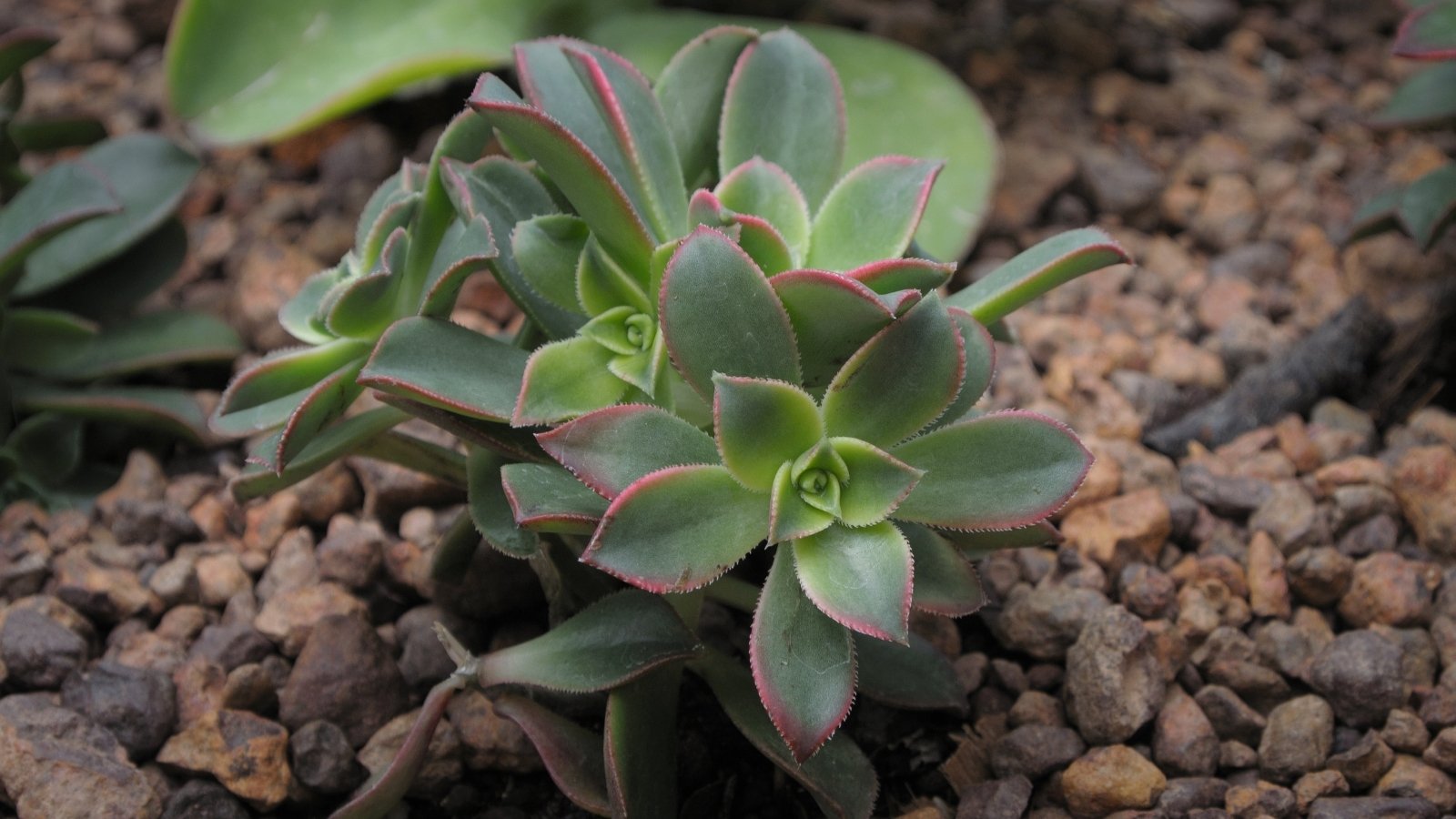 Close up of a small plant growing in a rocky area of a garden. The plan has several leafy rosettes, clustered together and the leaves are green with red edges.