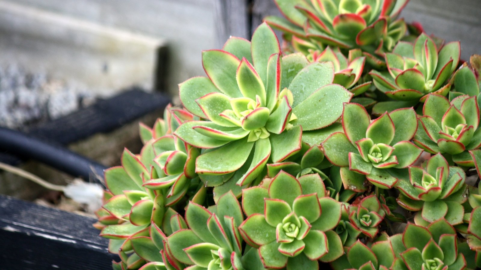 Close up of a plant with clusters of large rosette leaf formations. Each leaf has thick, plump and green with red around the edges.