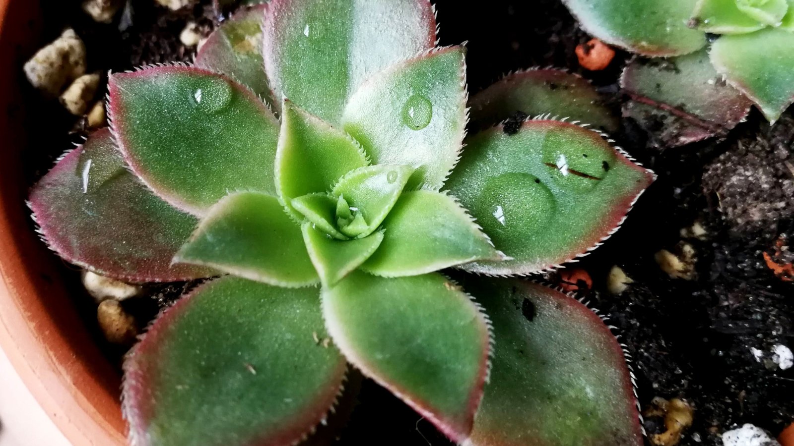 Close up of a small plant in a terra-cotta pot. The plant is small and its leaves are oval and pointed. The base color is green and it has a dark red edge around each leaf.