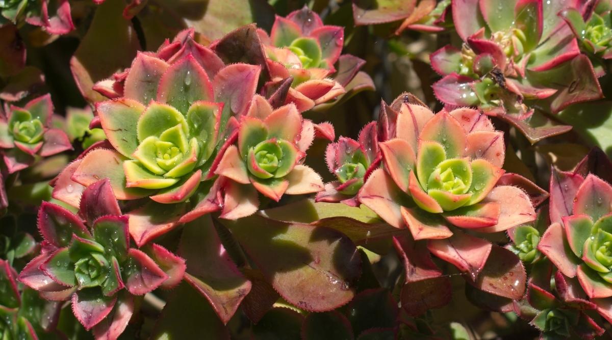 Aeonium leucoblepharum