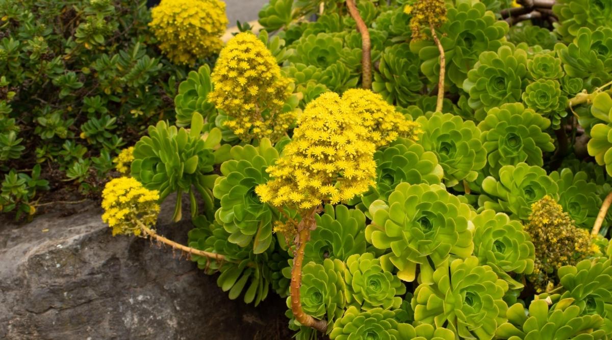 Aeonium With Yellow Flowers