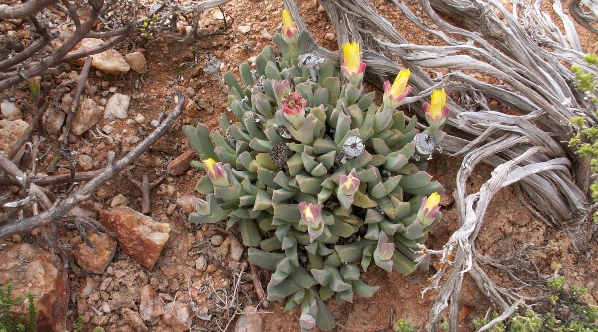 Afrikaan Succulent from Above