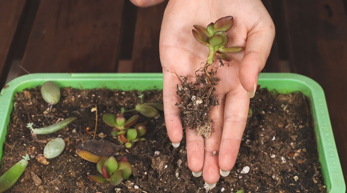 Hands holding a stem over a pot with new root growth.