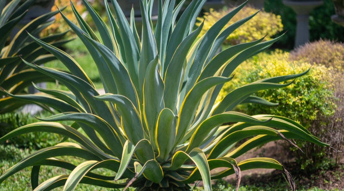 Close-up of Agave americana in a sunny garden. This striking succulent features rigid, lance-shaped grayish-green leaves with yellow edge stripes.