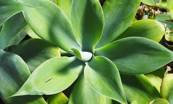 Agave attenuata