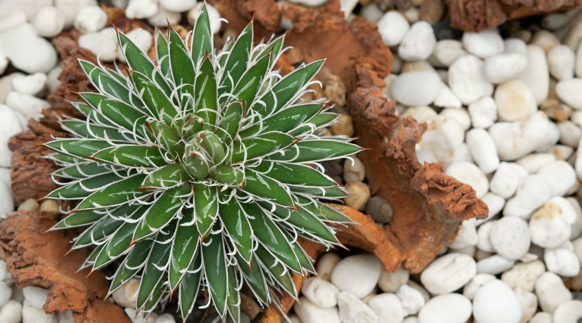 A close-up of Agave schidigera, showcasing its striking leaves with prominent serrated edges and a beautiful rosette formation. The plant is elegantly positioned amidst white stones, accentuating its desert charm. In the background, a rustic brown wood enhances the natural aesthetic.