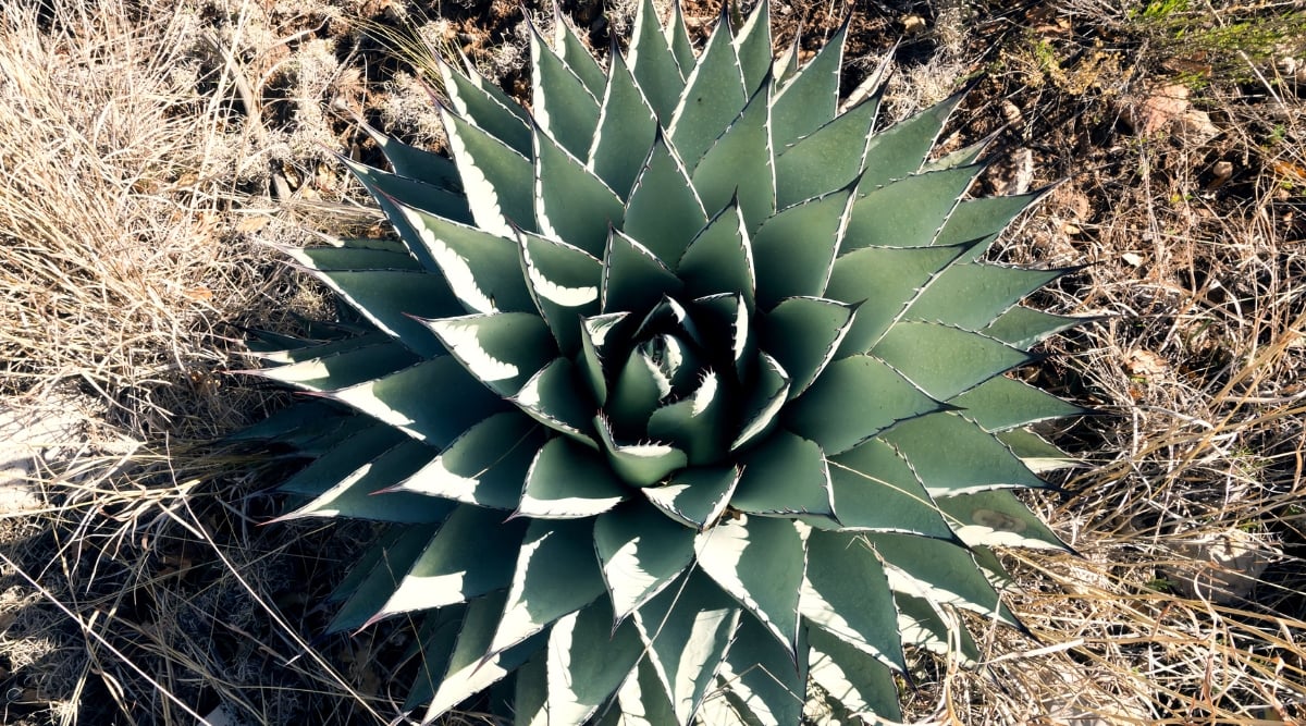 The succulent leaves of the Harvard Agave plant, characterized by spiky edges and a vibrant green hue, thrive in brown soil under direct sunlight.