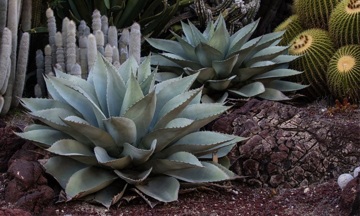 Agave ovatifolia in a xeriscape garden