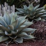 agave-ovatifolia