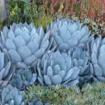 agave-parryi