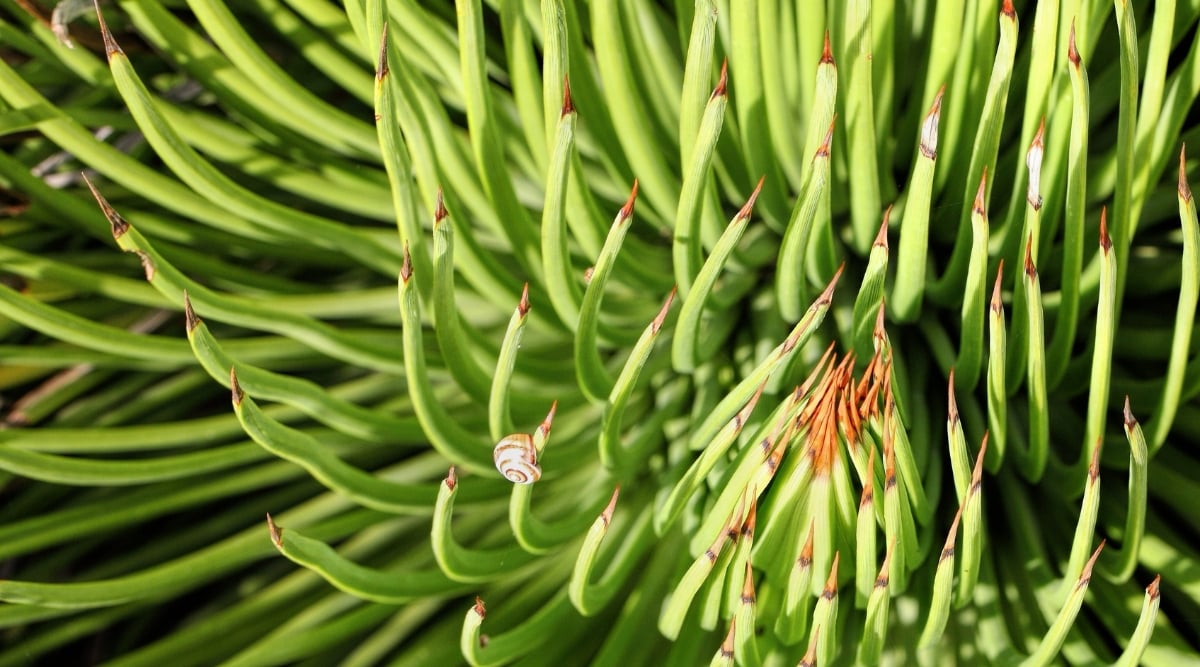 Narrow Leaf Century Plant displaying intricate patterns on its leaves and fine spiky edges under sunlight.