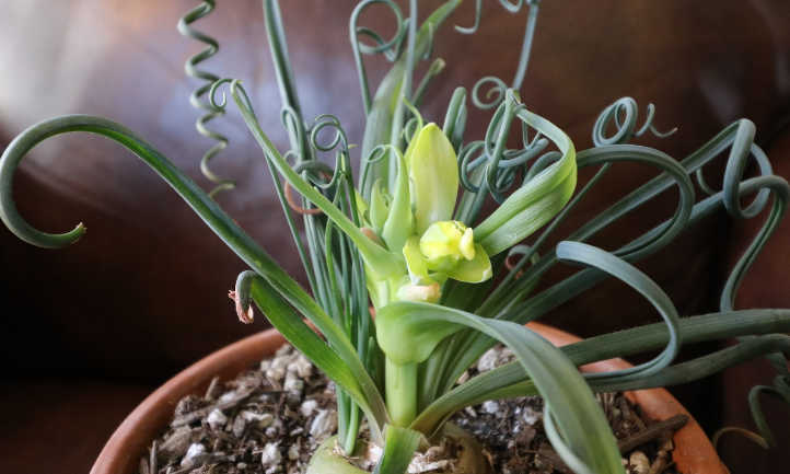 Albuca flower spike developing