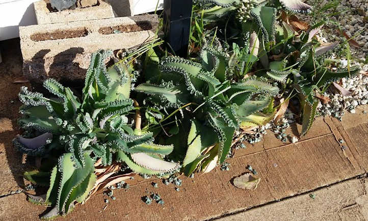 Alligator plant alongside road