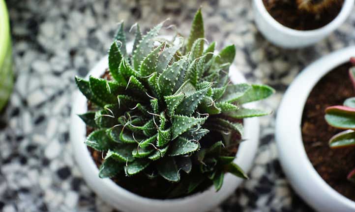 Potted up aloe aristata as a houseplant