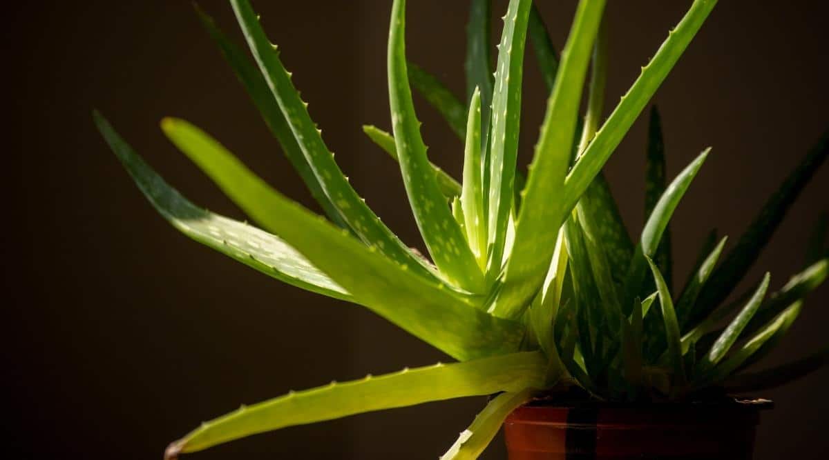 Aloe barbadensis miller