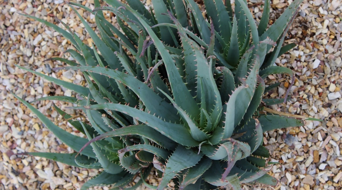 A close-up of Aloe ‘Blue Elf’ plant's green, spiky leaves against a backdrop of small white and gray pebbles.