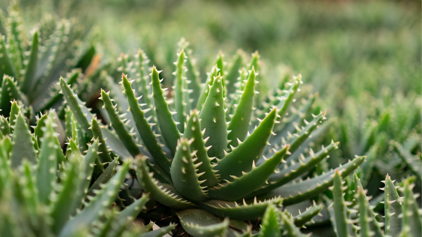 Close up of several plants growing in a landscape. Each plant has thick, green, spiky leaves and they are growing in a rosette shape.