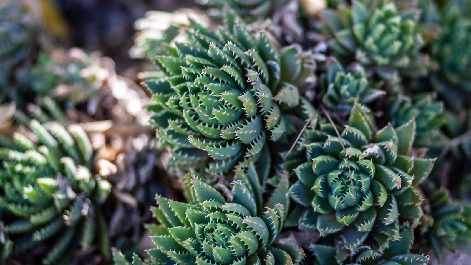 Close up of several small spiky, green plants growing in tight rosette clusters. Each leaf has small spikes that line the edges and the spine.