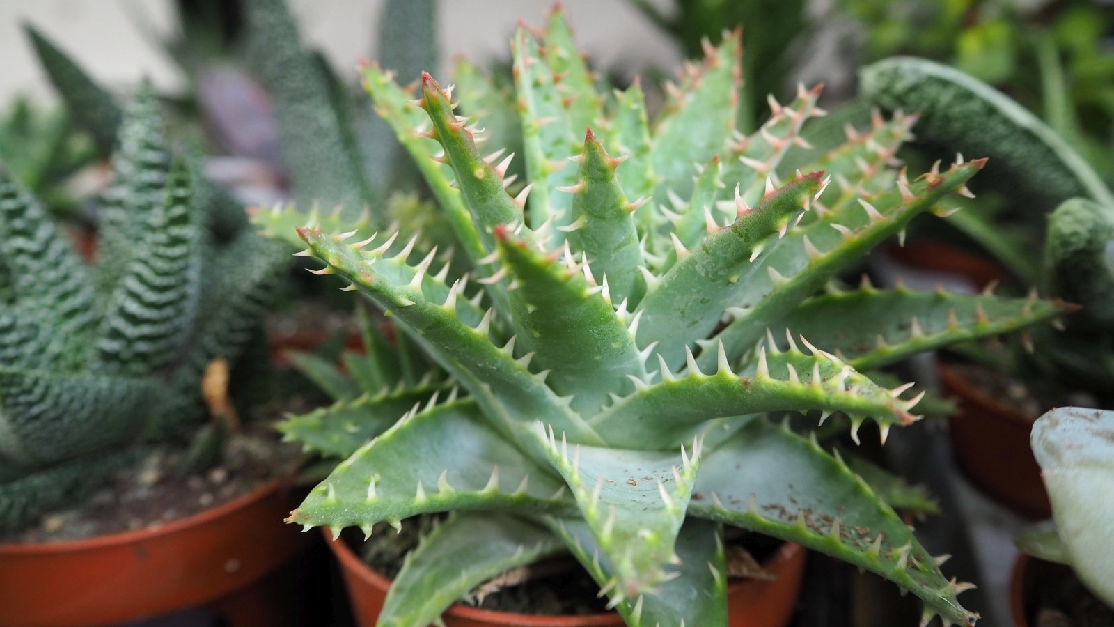 Close up of a small light green plant in a small orange planter. Each leaf on the plant is thick and pointed and has tiny light pink spikes lining the edges.