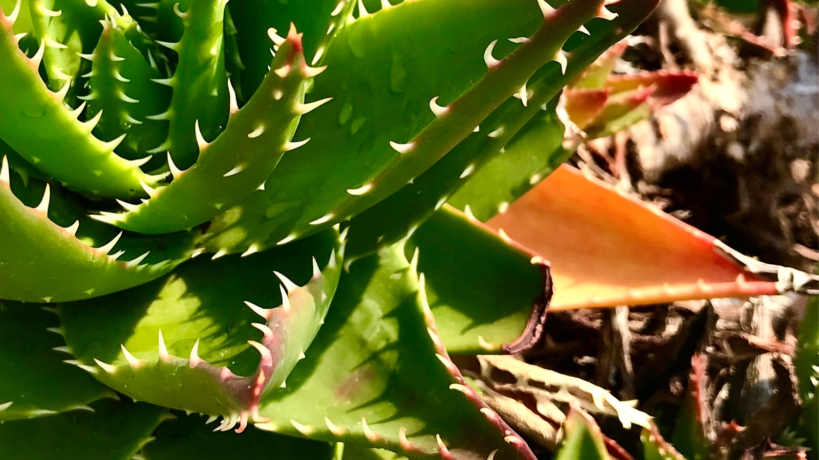 Close up of a light green plant with thick, pointed leaves that have tiny spikes lining the edges. The plant has several yellow, wilted leaves.