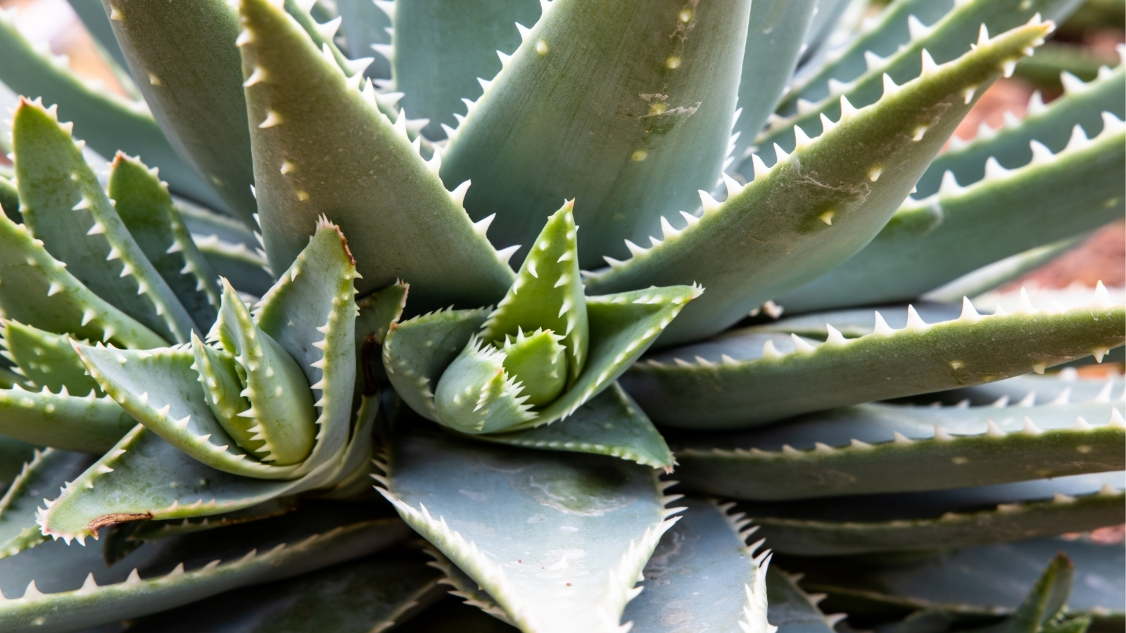 Close up of a light green plant with thick, pointed leaves that have tiny spikes lining the edges. In the center of the plant are two smaller offsets.