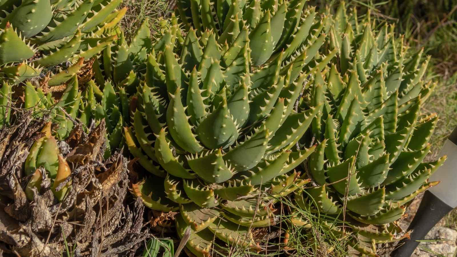 Cluster of tall spiky green plants with thick, pointy leaves that have tiny spikes lining the edges of each leaf. One section is dry and rotted out.