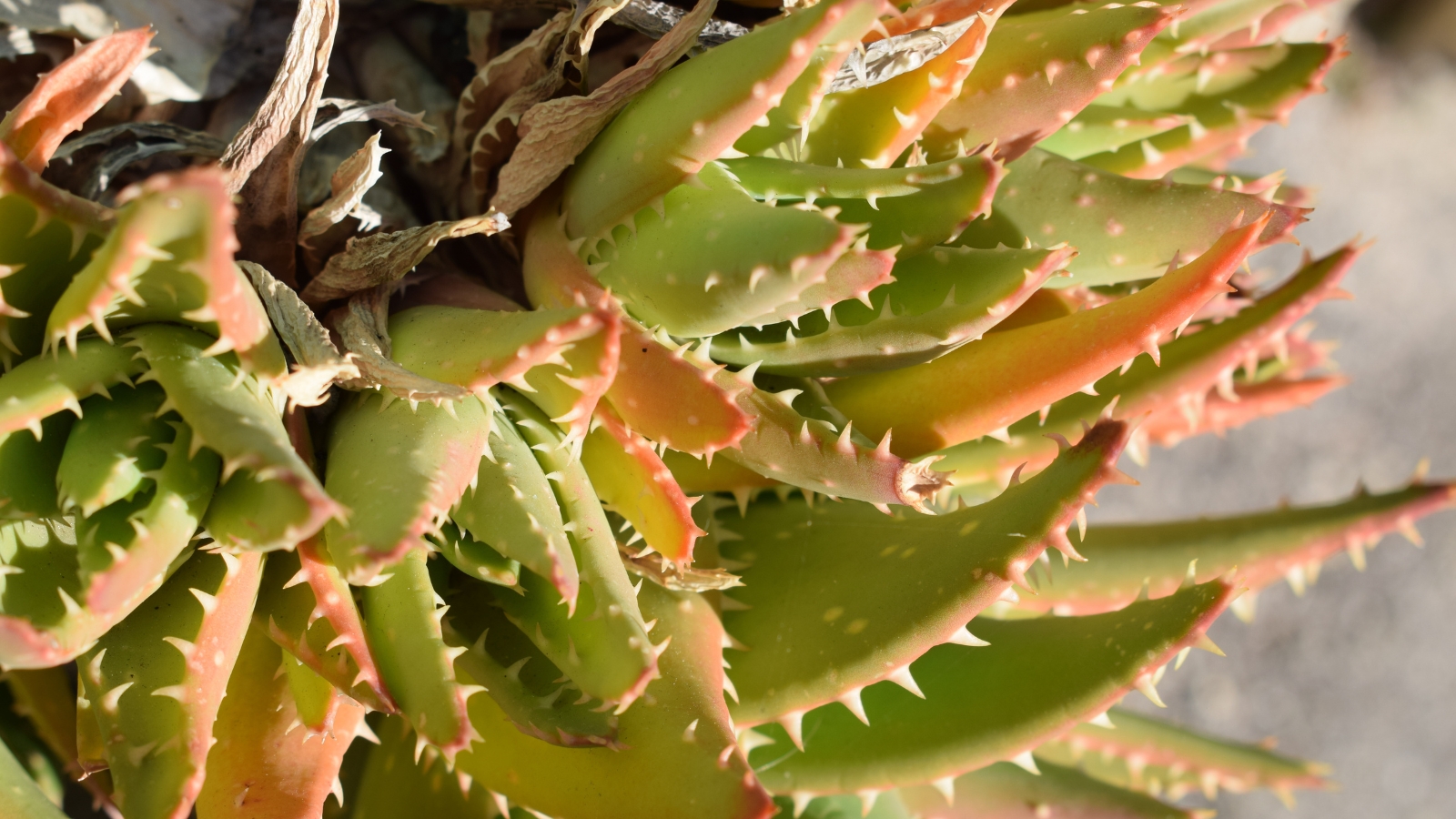 Close up of a light green plant with thick, pointed leaves that have tiny spikes lining the edges. The plant has several brown, wilted leaves in the center.