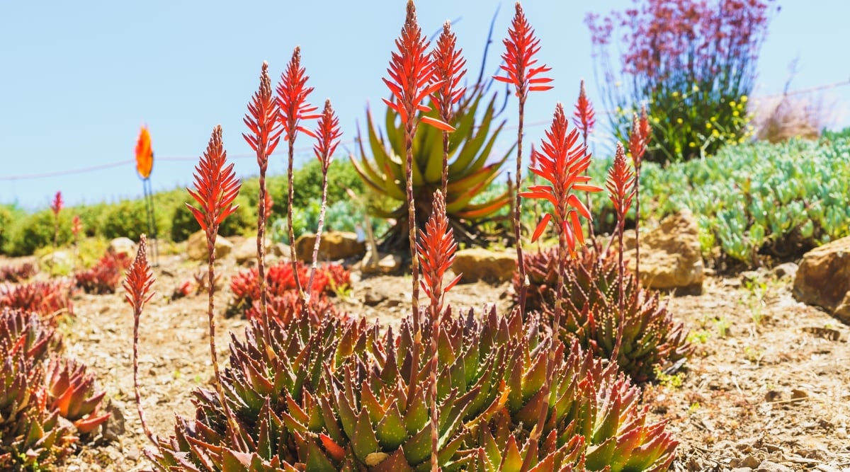 Aloe vera plants displaying orange-tinted leaves due to prolonged intense sunlight exposure. Graceful orange flowers adorn elongated stems amidst green leaves, basking in direct sunlight's warmth and brightness.