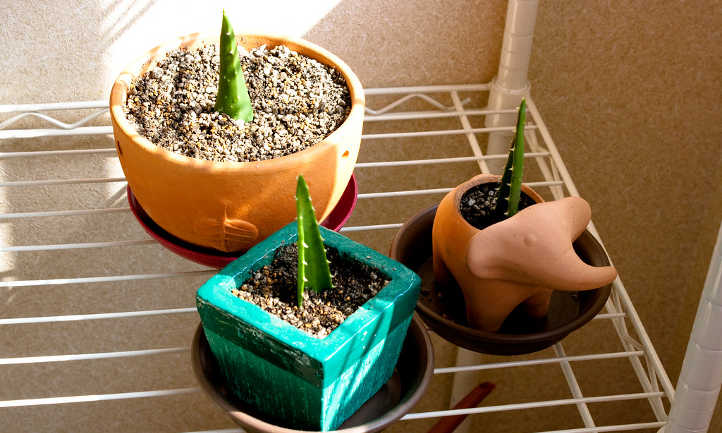 Aloe nobilis cuttings planted in a good succulent potting mix