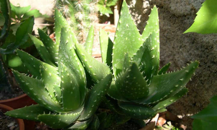 Aloe nobilis