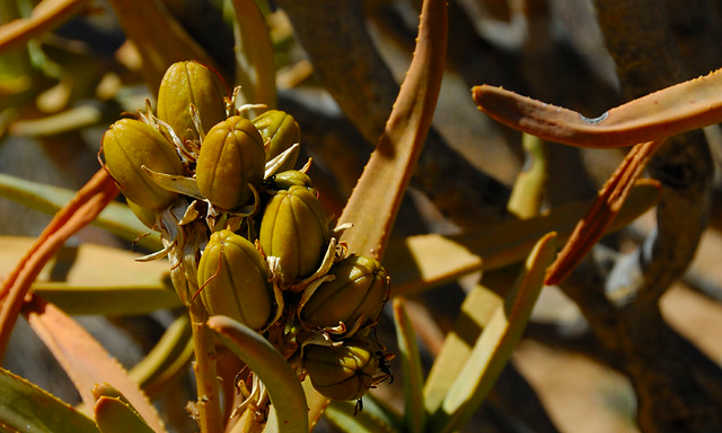 Seed pods of Aloe ramosissima