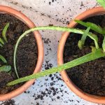 aloe-single-leaf