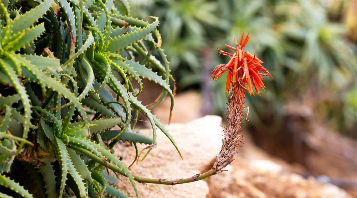 Blooming aloe succulent in its native setting, contrasting with cacti in desert surroundings.