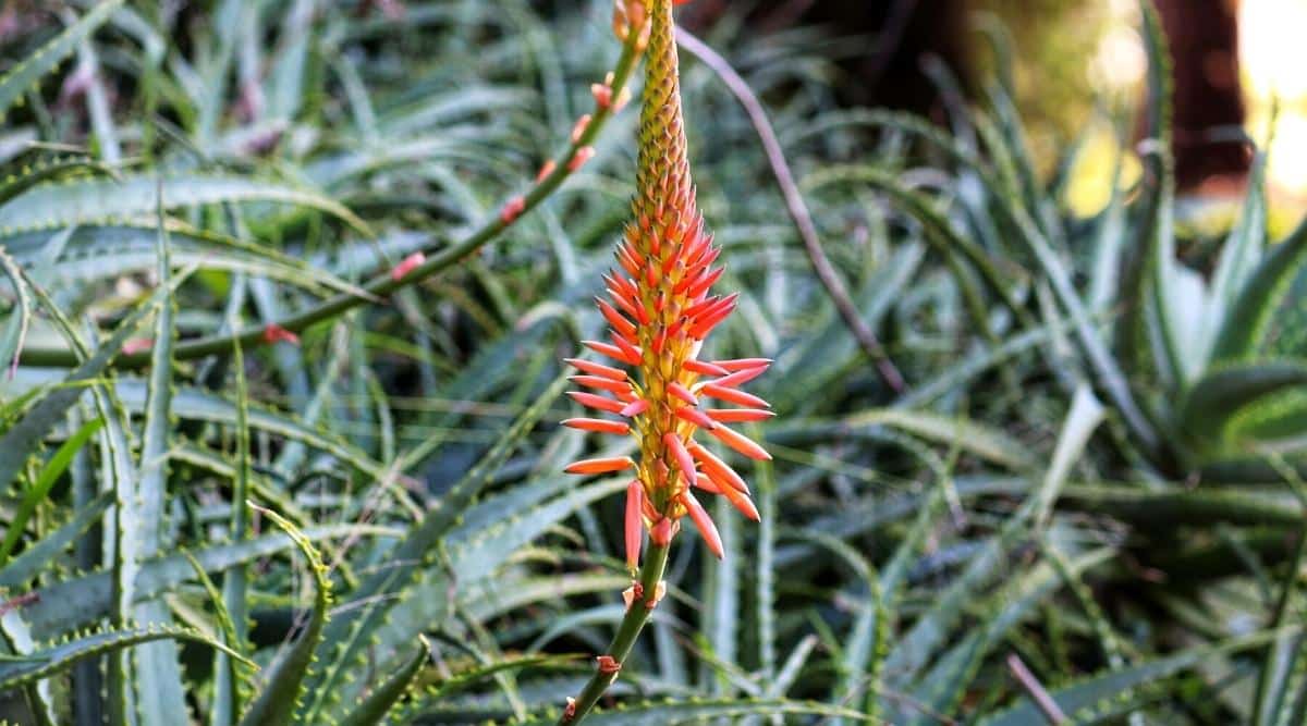 Aloe succulent plant blooms red flowers.