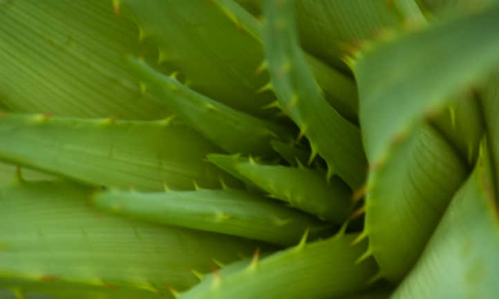 A closeup of aloe vera