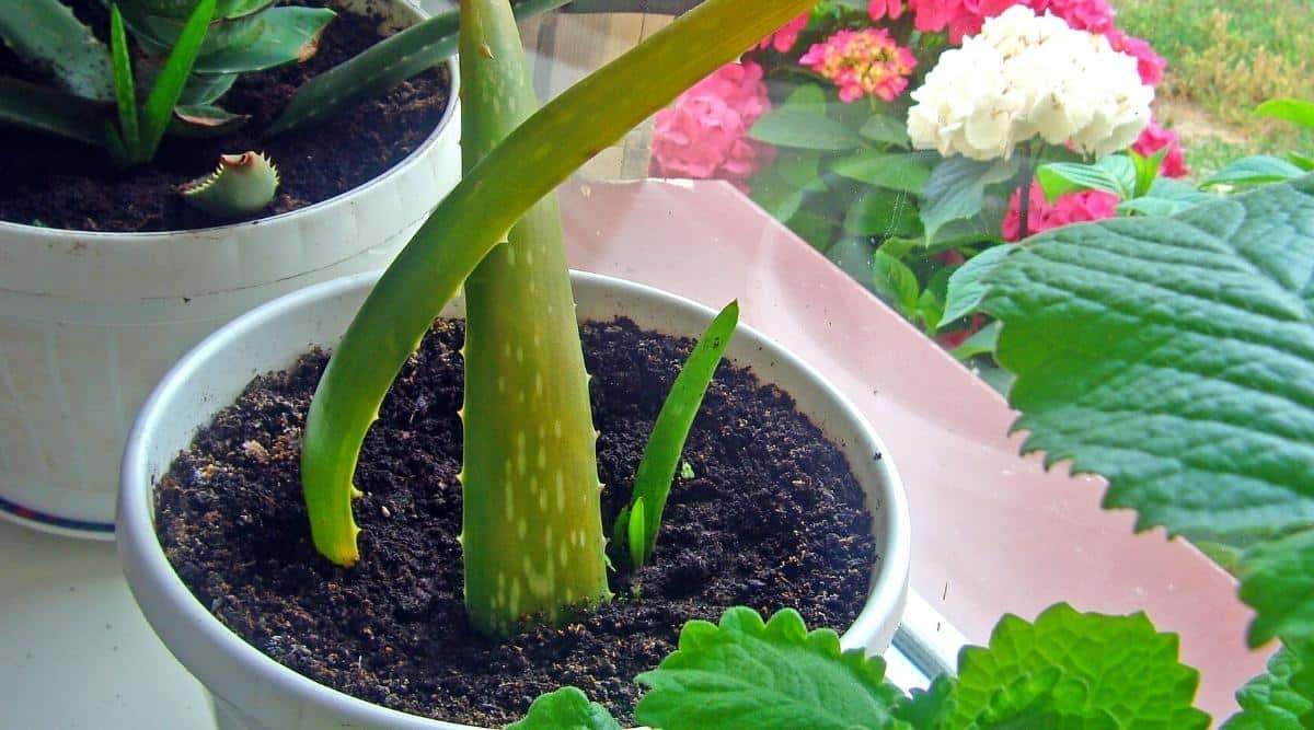 An image of some cuttings in a white pot. Fresh cuttings are visible, recently placed in the pot. A background displays flowering plants with vivid pink and white blooms.