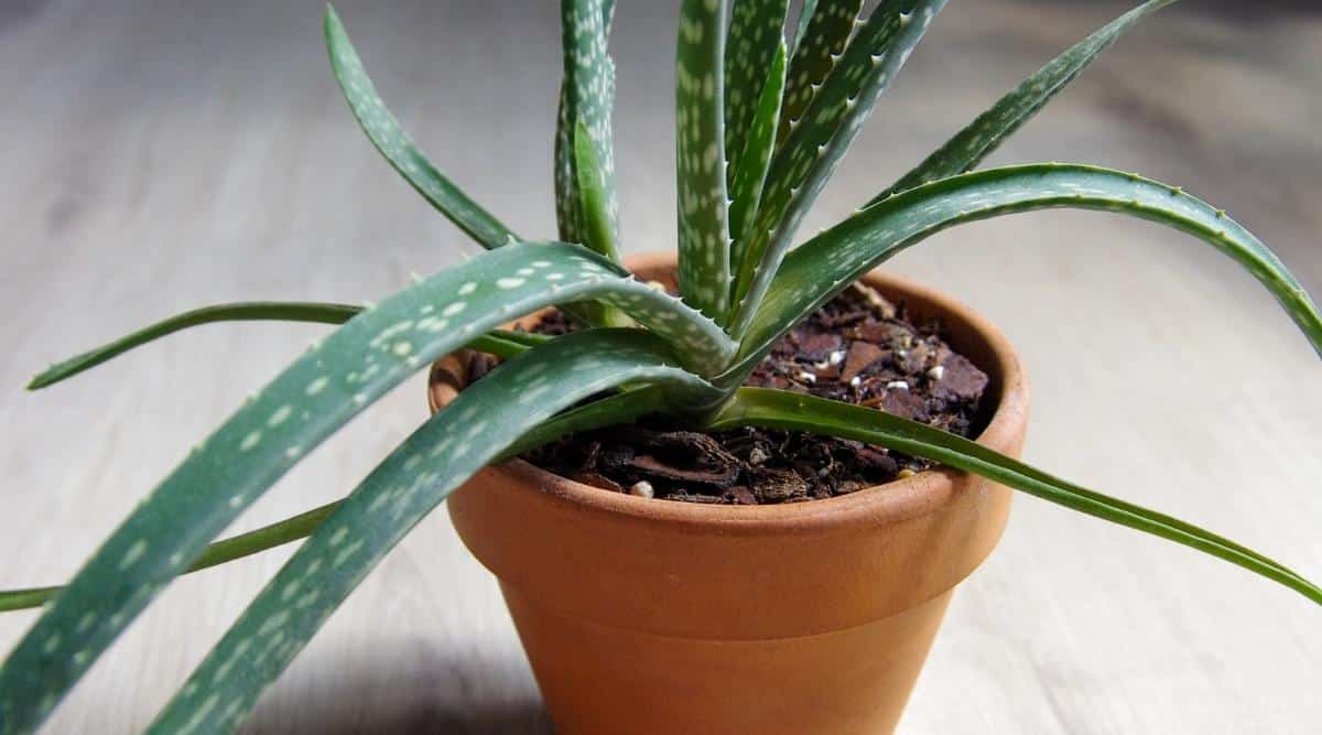 An image of an aloe plant in a terra cotta pot. The pot rests on a gray desk with evident wood grain lines. The plant appears healthy, though the soil seems slightly dry, hinting at the need for watering.