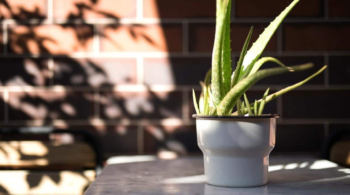 Succulent in a white pot outdoors. Long curved fleshy leaves, bright green with white spots, resemble octopus tentacles in appearance. The leaves of Aloe Vera are of different lengths and are all directed upwards. A pot with a plant stands on a gray table in the garden against a brick wall. The sun's rays illuminate the area, creating a patchy shadow on the leaves of the plant and on the wall. The background is slightly blurred.