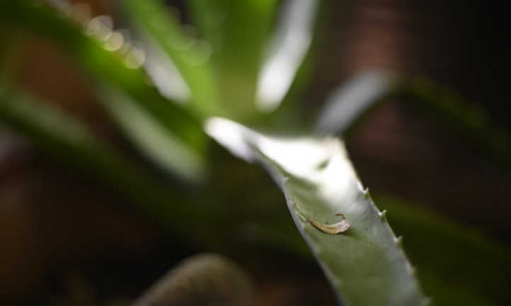 Aloe vera leaves with spines along their edges